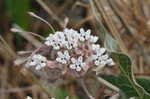 Pinewoods milkweed